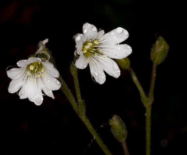 Cerastrium arvense 19-4716.jpg
